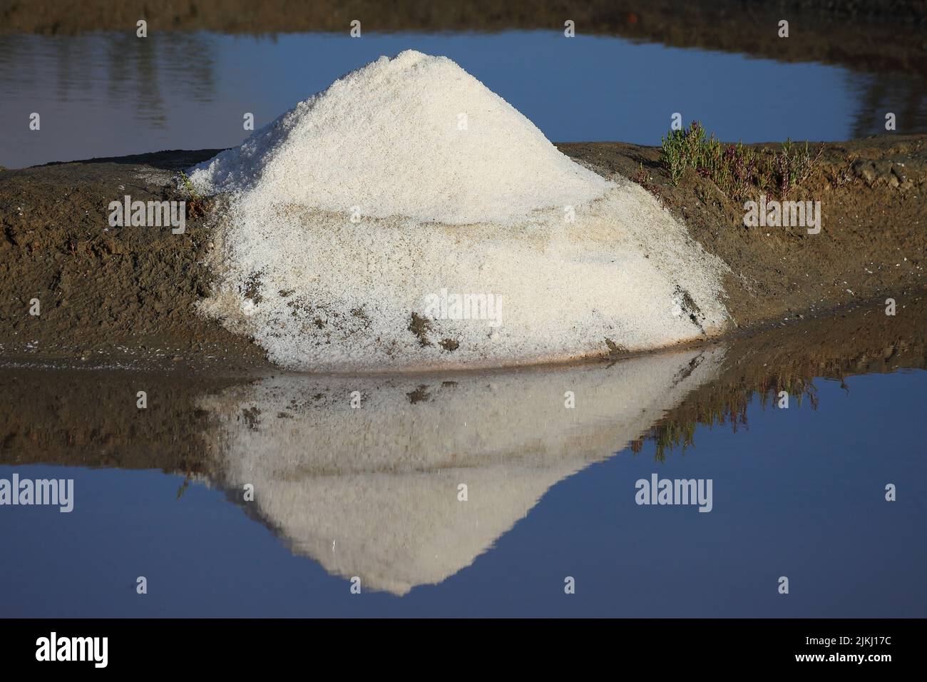 A freshly mined sea salt ready for packaging Stock Photo