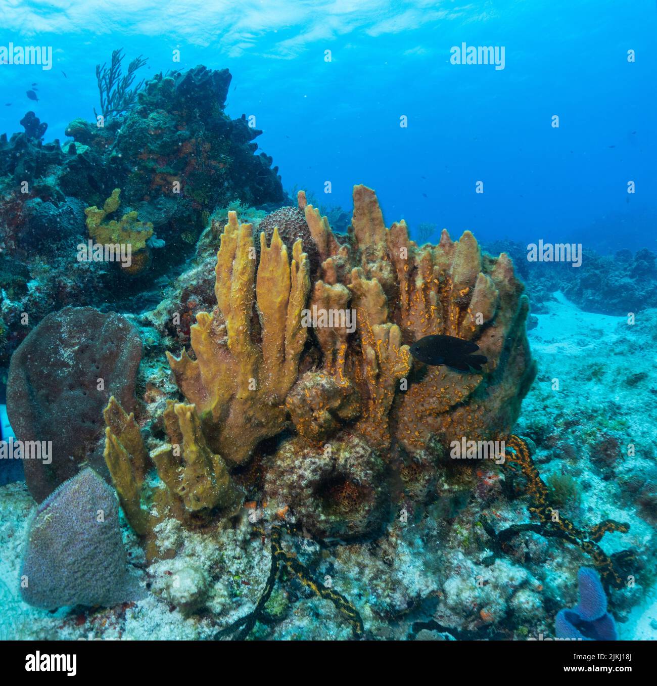 Sponge in Cozumel Stock Photo
