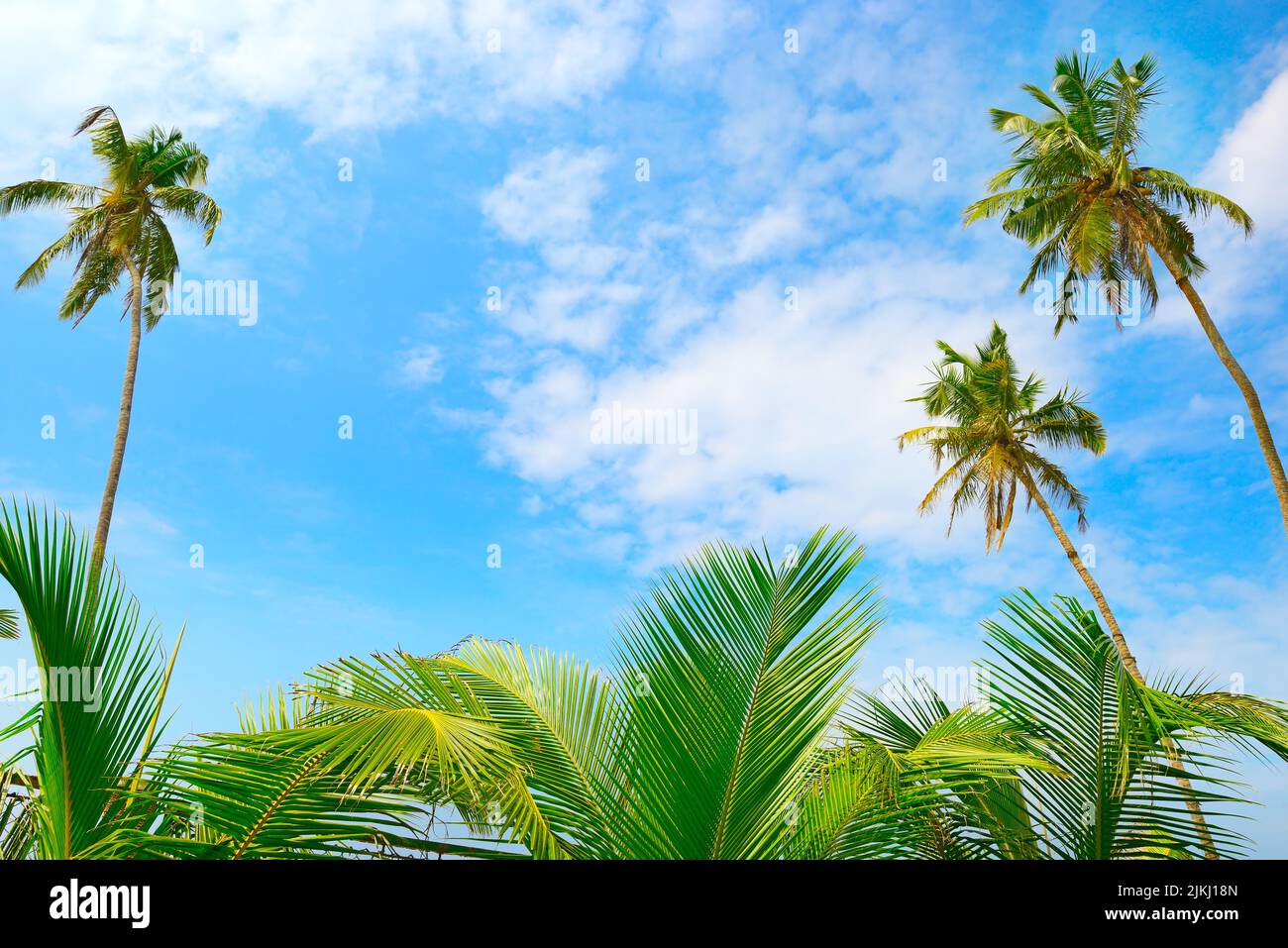 Coconut palm tree and blue sky. Tropical background Stock Photo