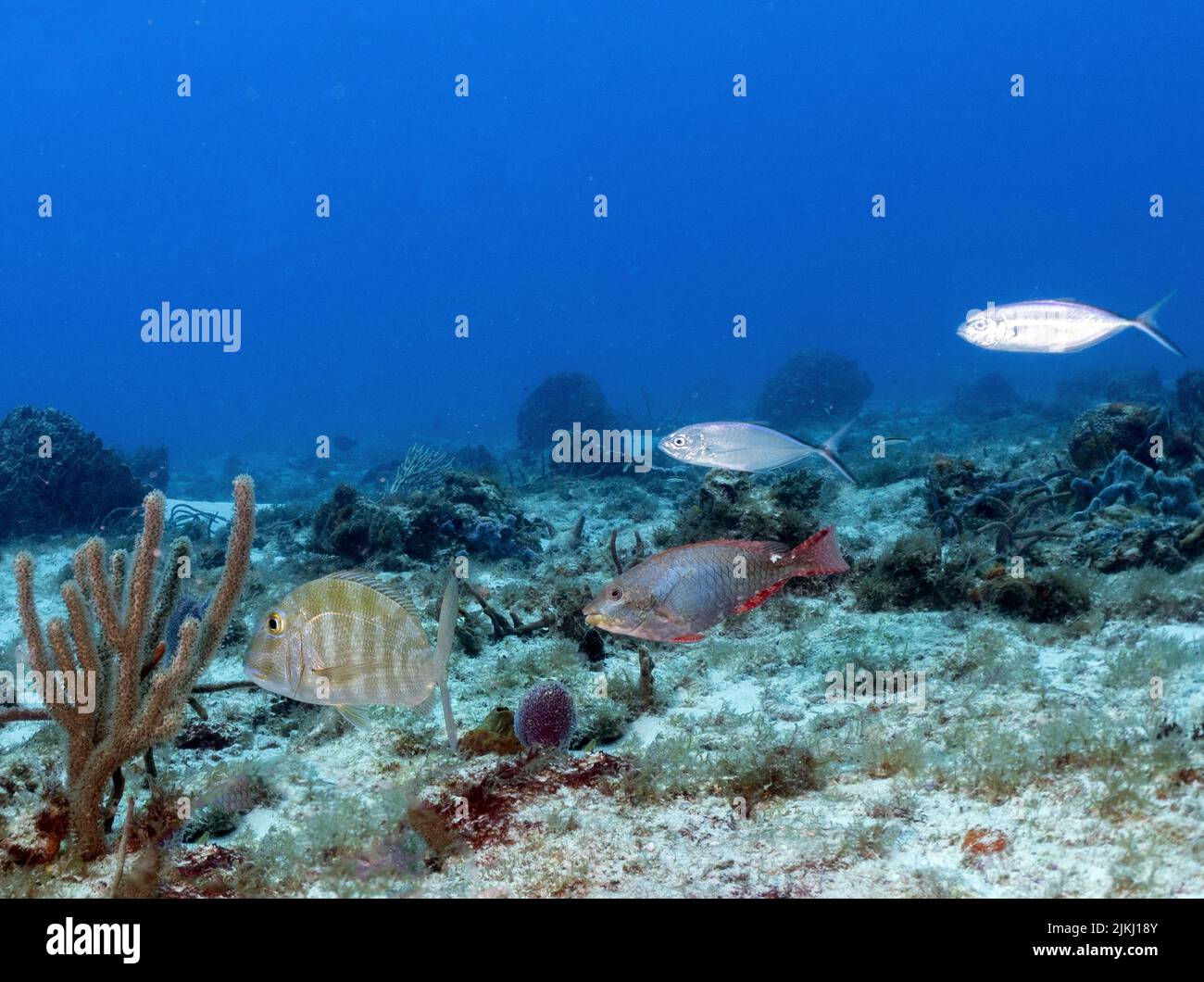 Cozumel reef scene Stock Photo