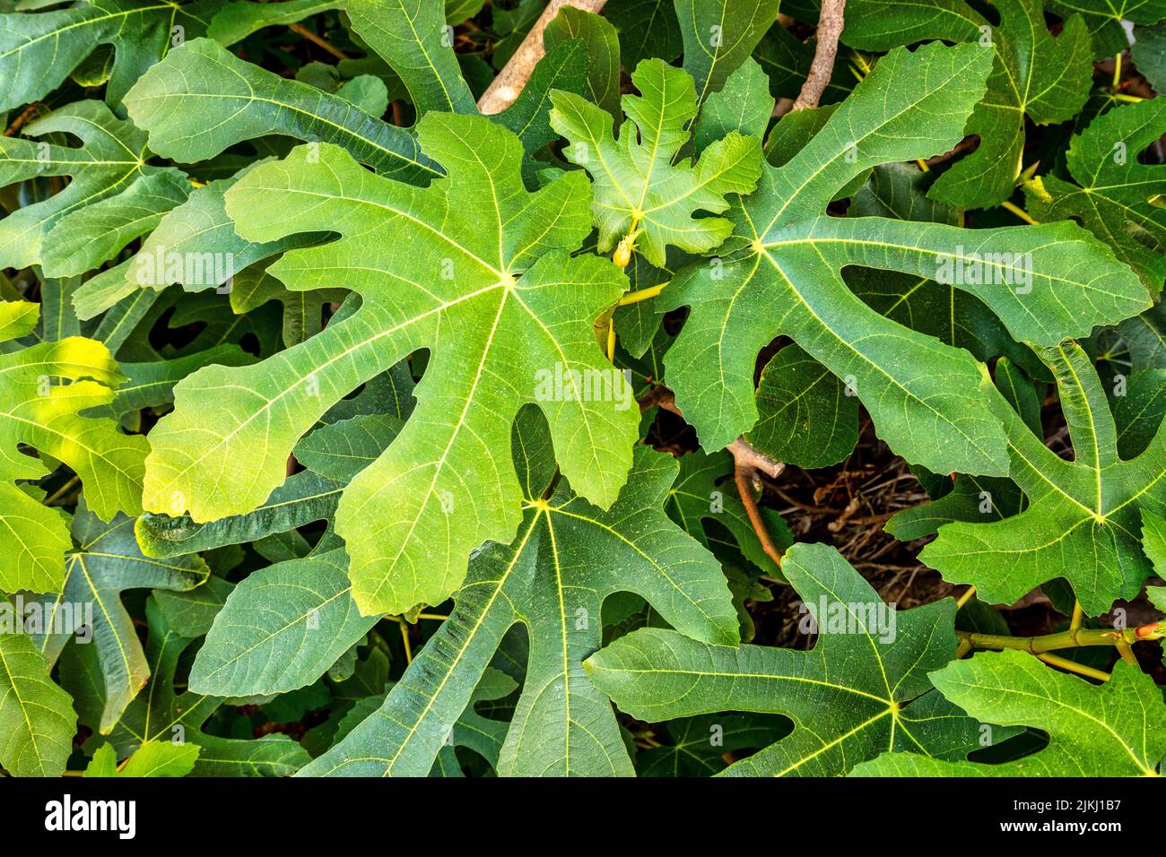 Spain, Balearic islands, Mallorca, district of Manacor, Calas de Mallorca. Fig tree leaves, close up Stock Photo