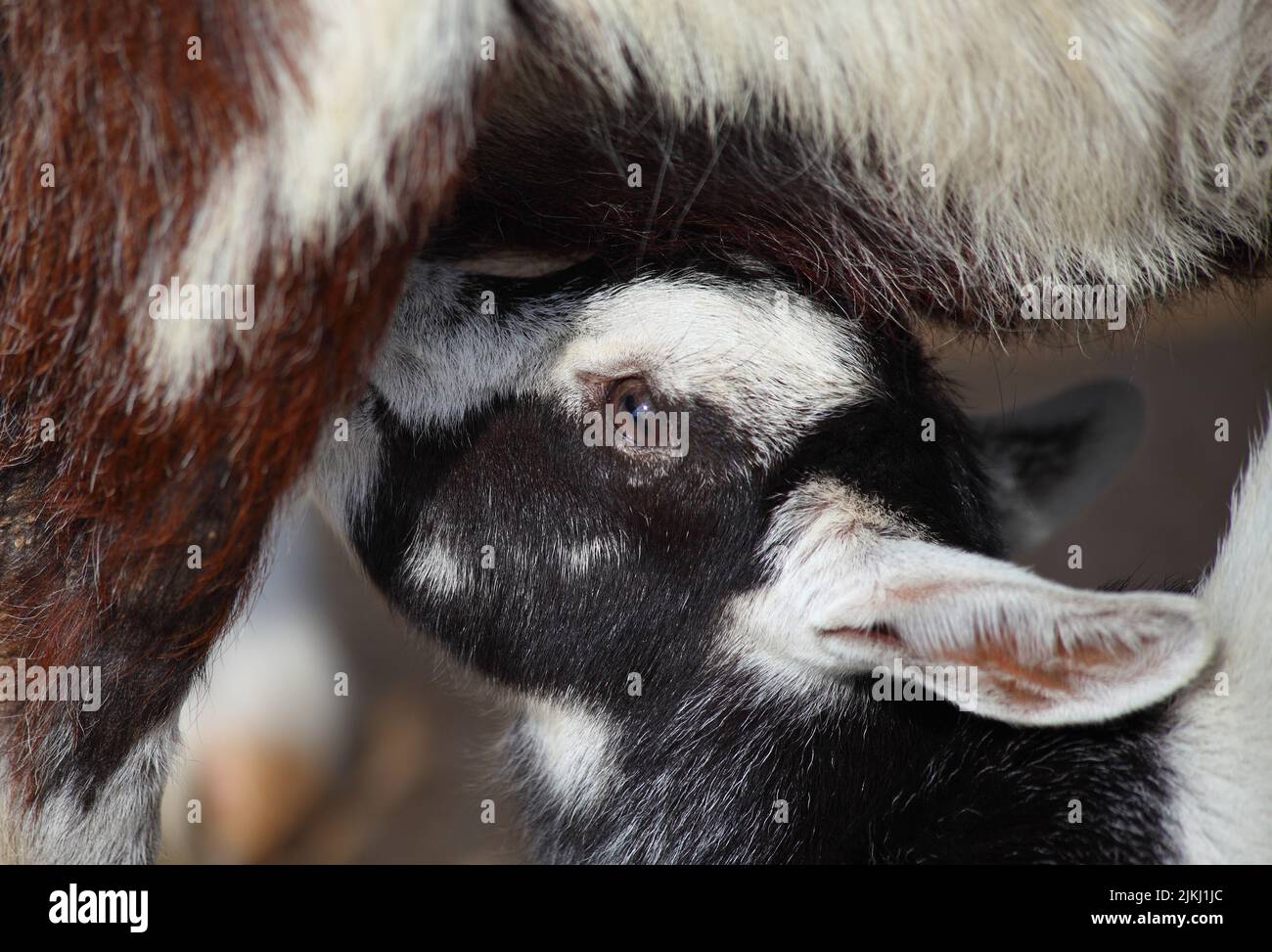 A closeup photo of a goat calf suckling from its mother - motherhood concept Stock Photo