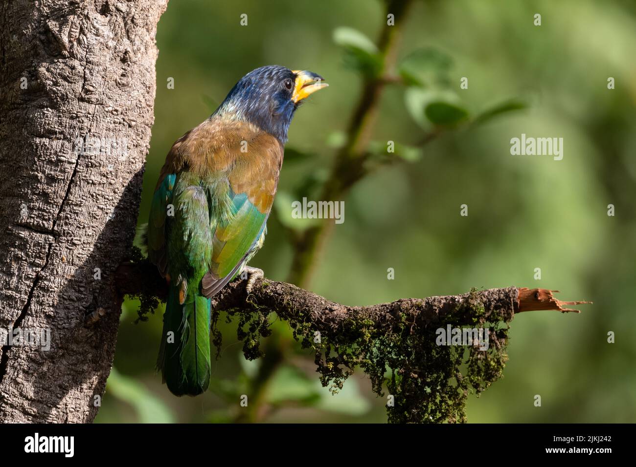 A colorful bird on a branch of a tree Stock Photo - Alamy