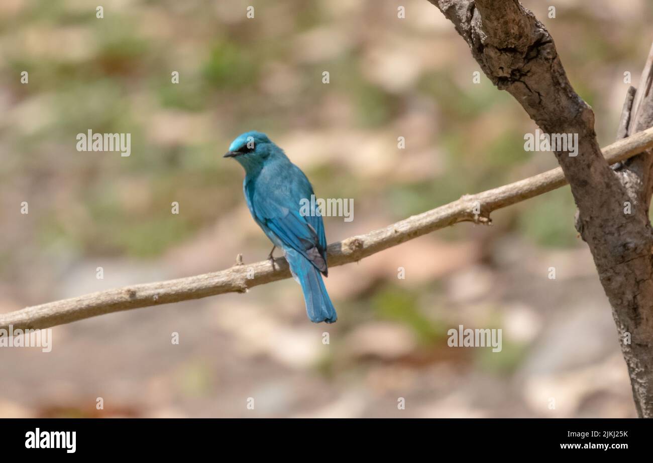 A blue bird sitting on a branch Stock Photo - Alamy