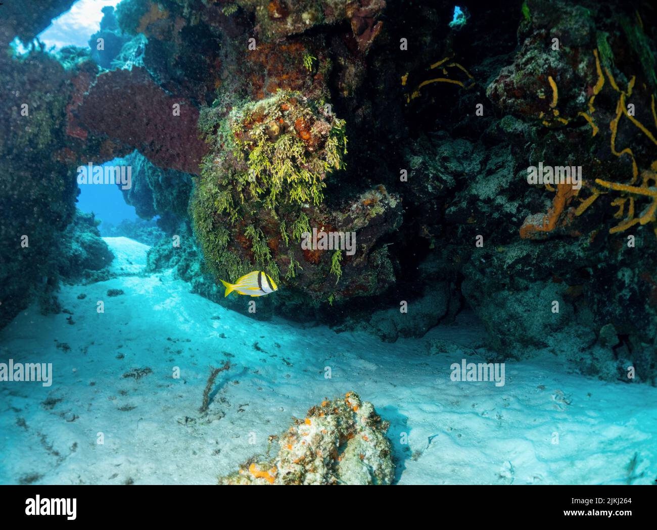 Cozumel reef scene Stock Photo