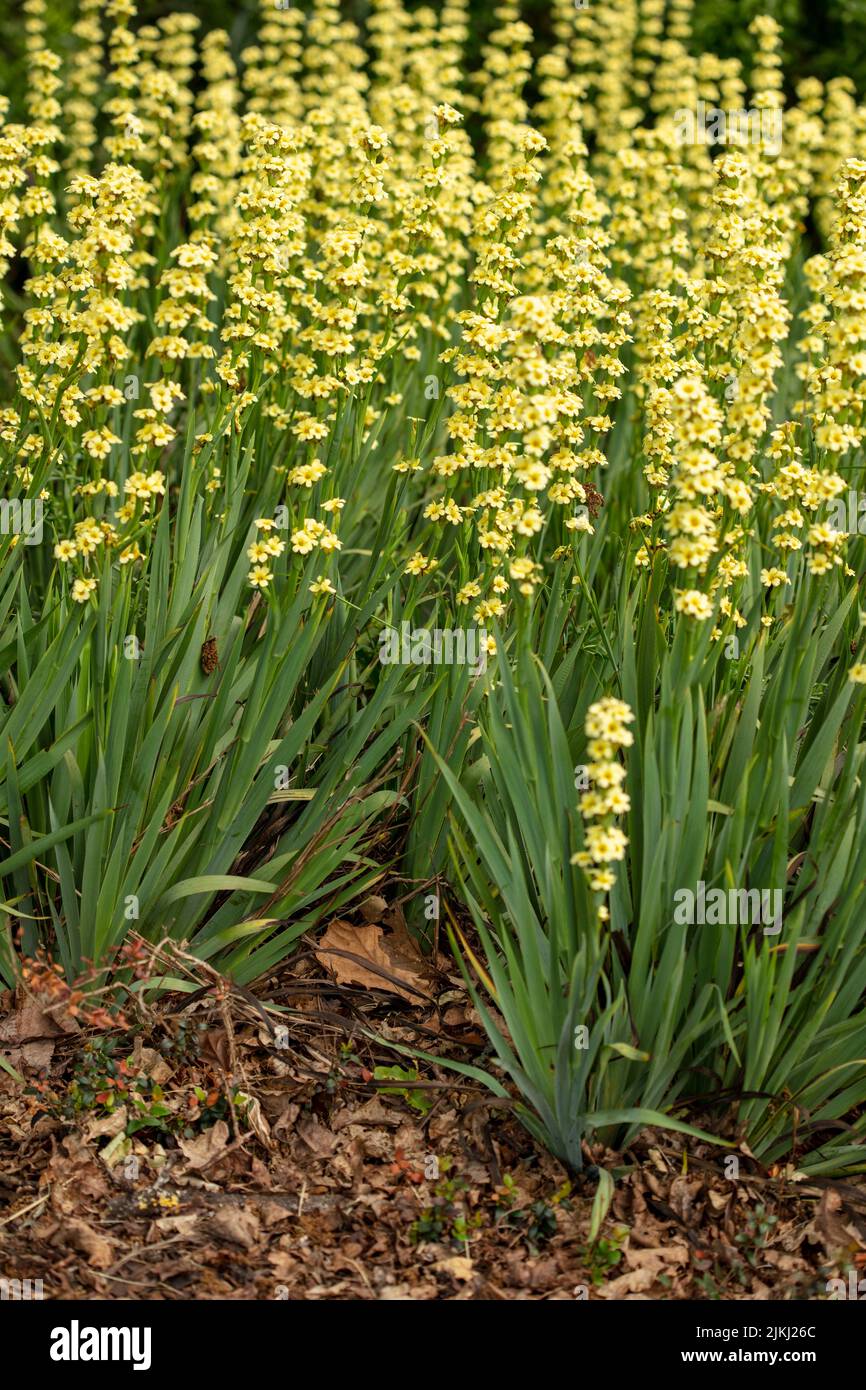 Natural garden plant portrait of Sisyrinchium striatum, yellow Mexican satin flower, in close up Stock Photo