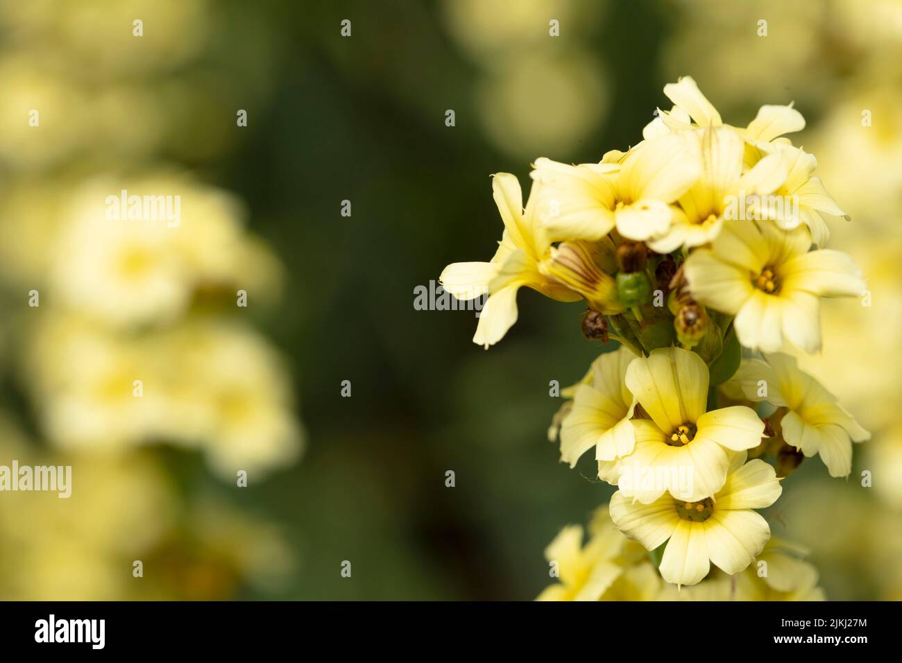 Natural garden plant portrait of Sisyrinchium striatum, yellow Mexican satin flower, in close up Stock Photo