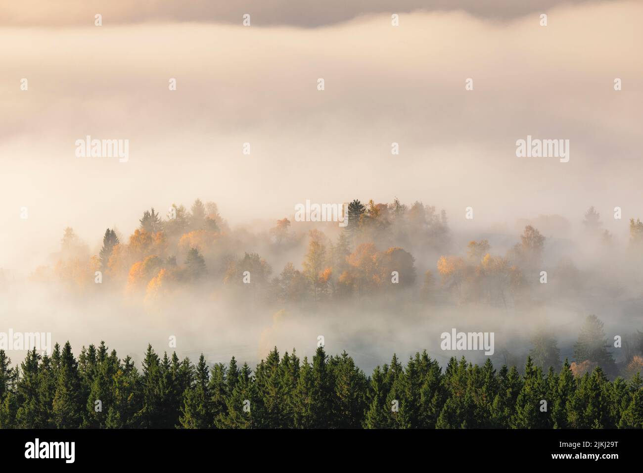 Trees in fog in autumn, Black Forest, Baden-Württemberg, Germany Stock Photo