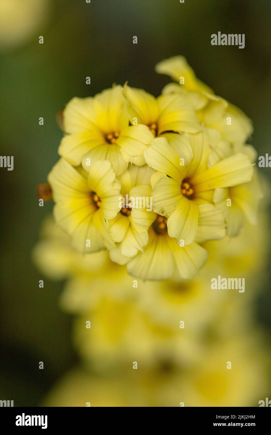 Close-up natural plant portrait of Sisyrinchium striatum, yellow Mexican satin flower, in bloom. Stock Photo