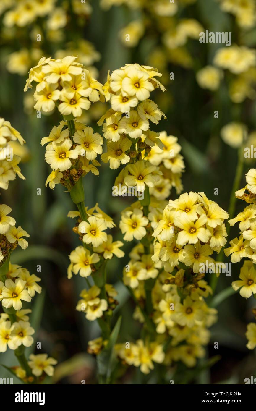 Close-up natural plant portrait of Sisyrinchium striatum, yellow Mexican satin flower, in bloom. Stock Photo