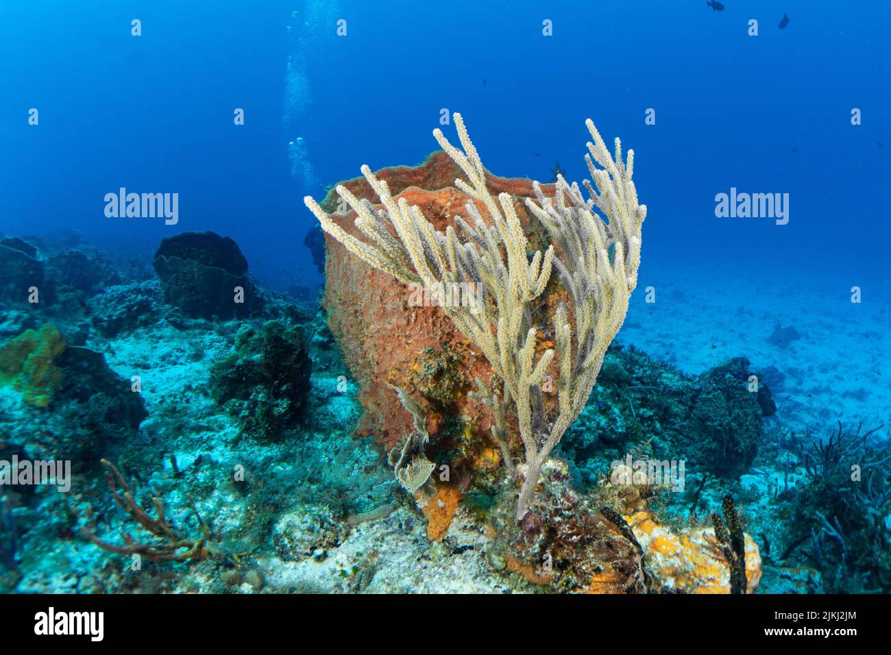 Cozumel sponge and soft coral Stock Photo