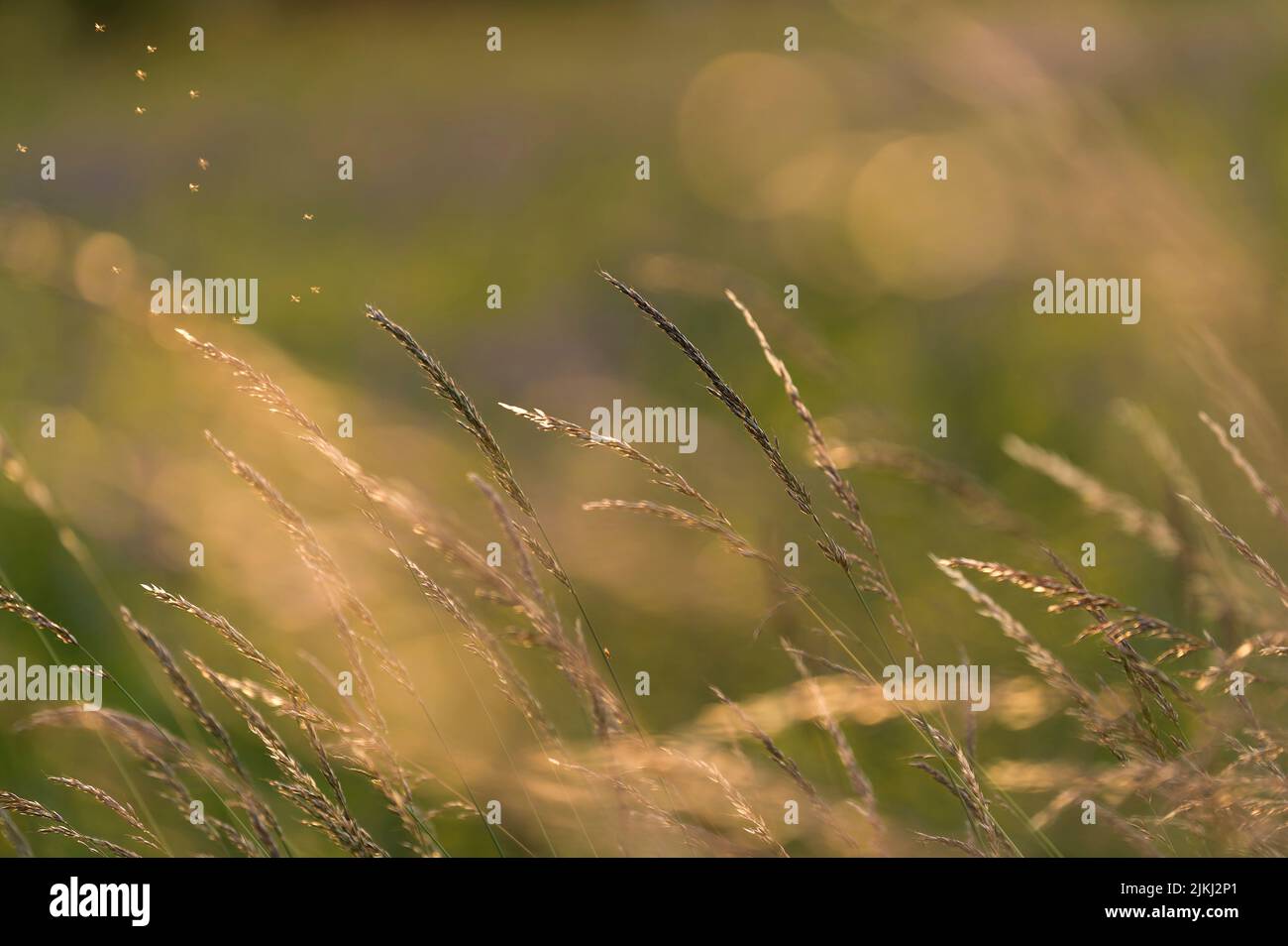 Grasses shine in evening light, Germany Stock Photo