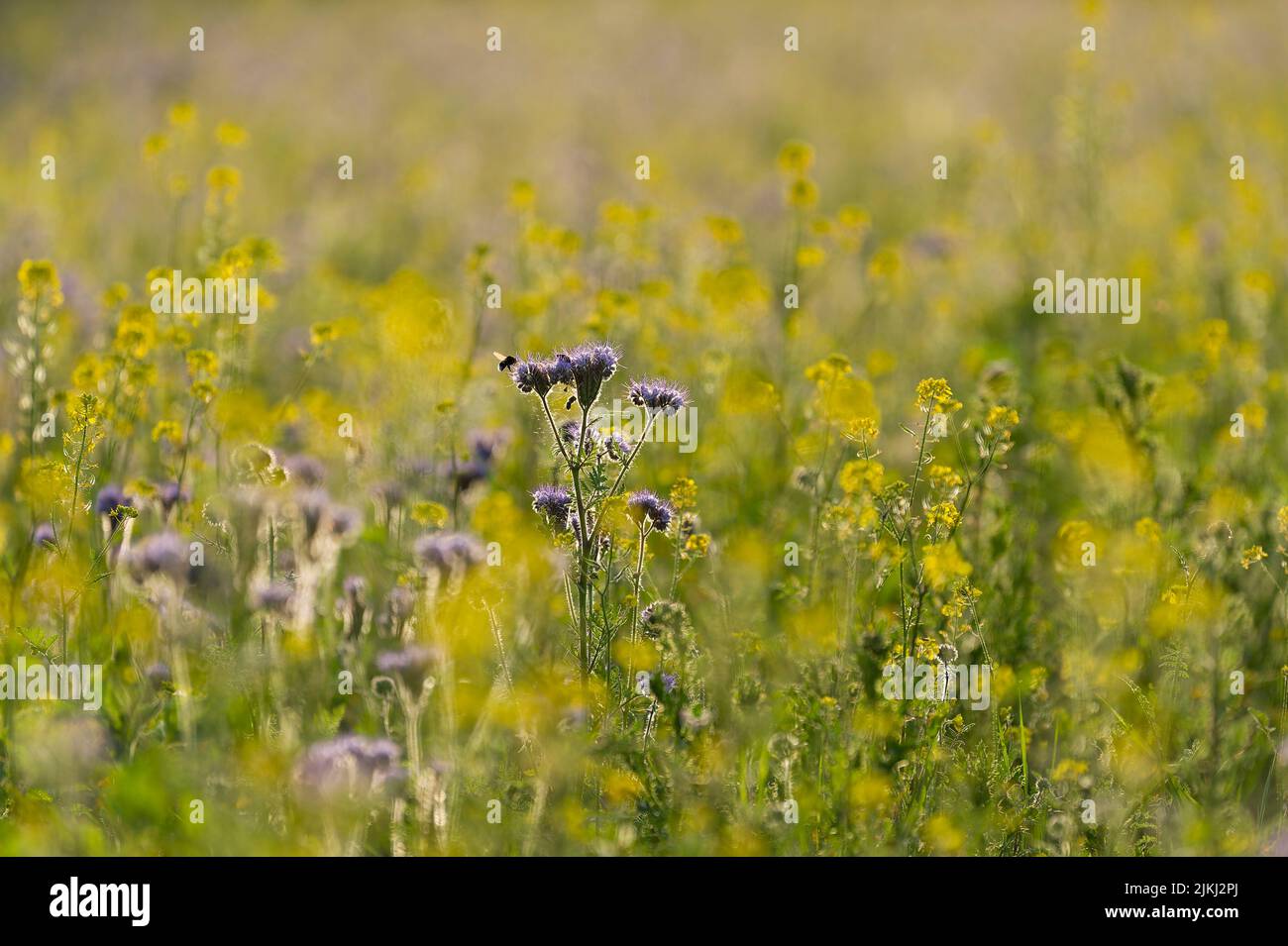 yellow flowers of white mustard and purple Phacelia flowers on a field, evening light, Germany, Hesse, Nature Park Lahn-Dill-Bergland Stock Photo