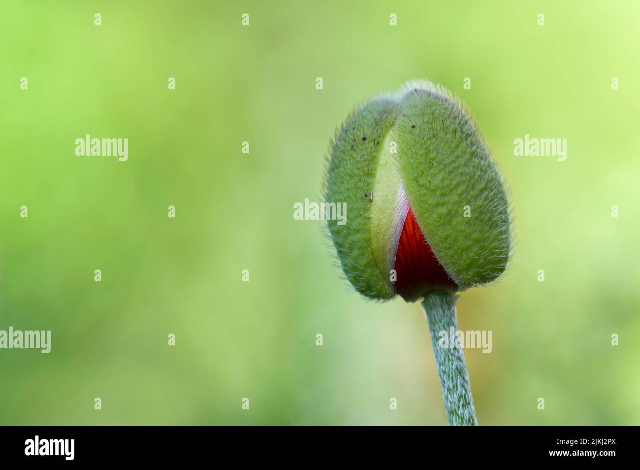 Flower bud of the oriental poppy (Papaver orientale), between the hairy sepals the red of the petals is already peeping out, Germany Stock Photo