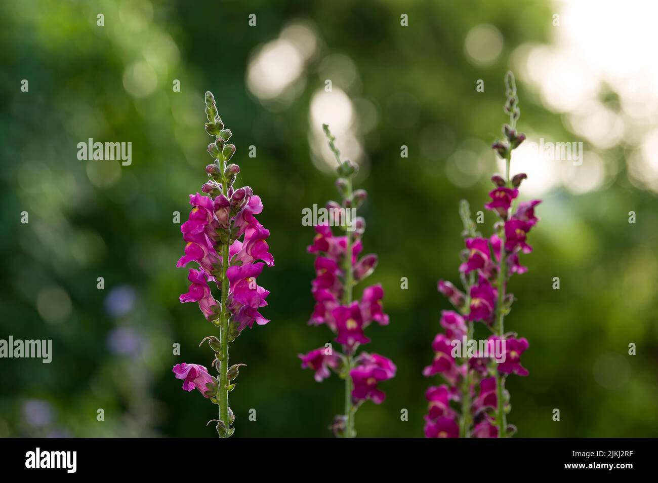 pink flowers of snapdragon (Antirrhinum), Germany Stock Photo