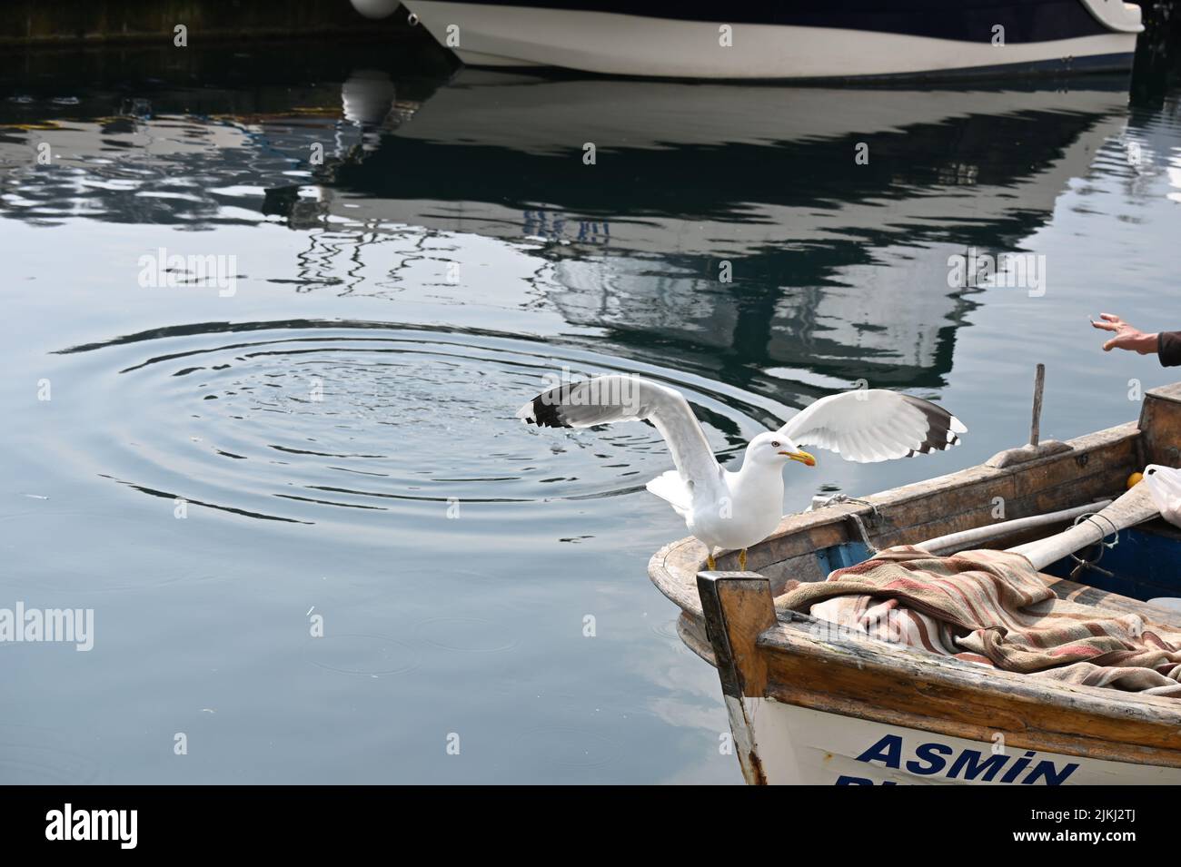 A European herring gull perching on a boat Stock Photo