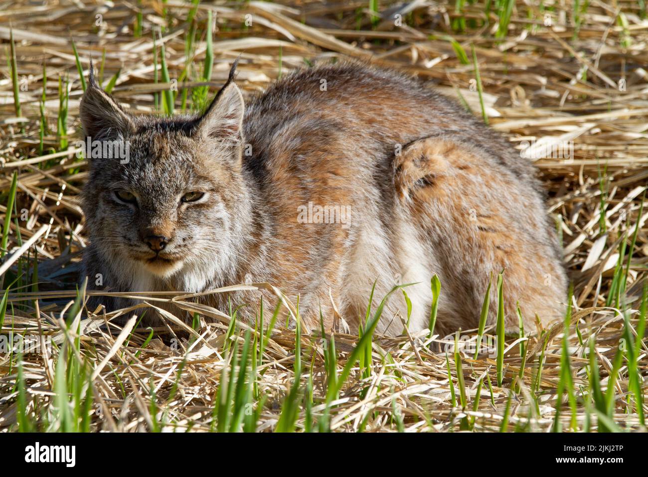 A closeup shot of the bobcat lying on the field Stock Photo