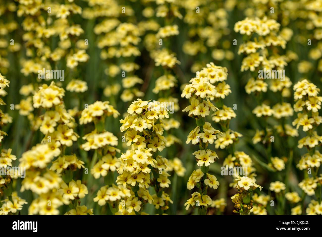 Close-up natural plant portrait of Sisyrinchium striatum, yellow Mexican satin flower, in bloom. Stock Photo
