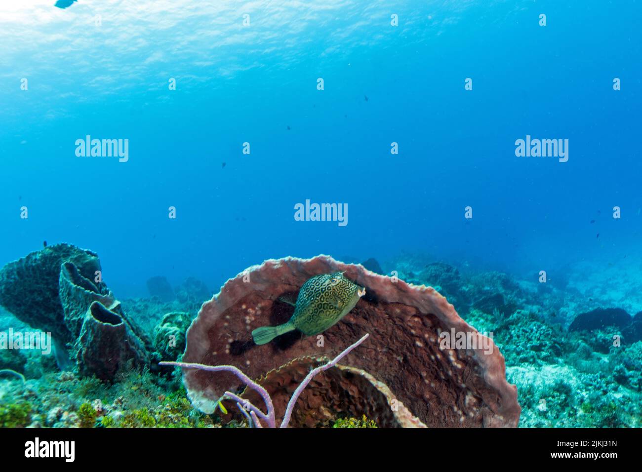 Cozumel Boxfish and Cowfish Stock Photo