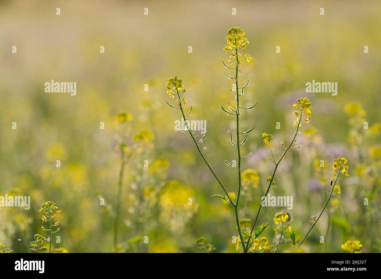 yellow flowers of white mustard on a field, evening light, Germany, Hesse, Nature Park Lahn-Dill-Bergland Stock Photo