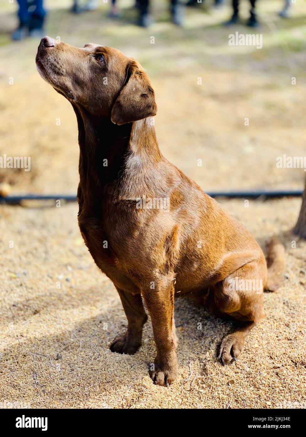 A brownish Labrador is sitting and looking up for treats Stock Photo
