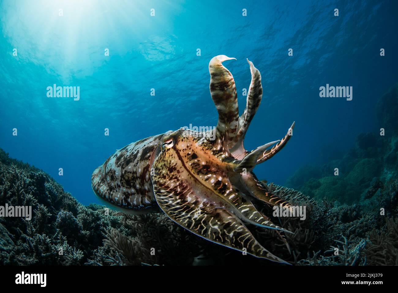 Red or brownish Octopus on coral reef in the Great Barrier Reef in clear blue water Stock Photo