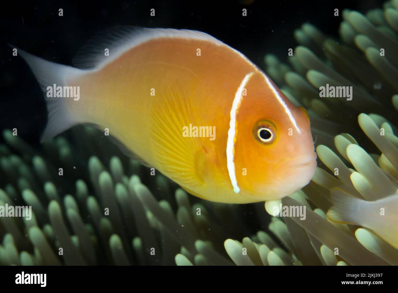 Beautiful zebrasoma salt water aquarium fish Stock Photo