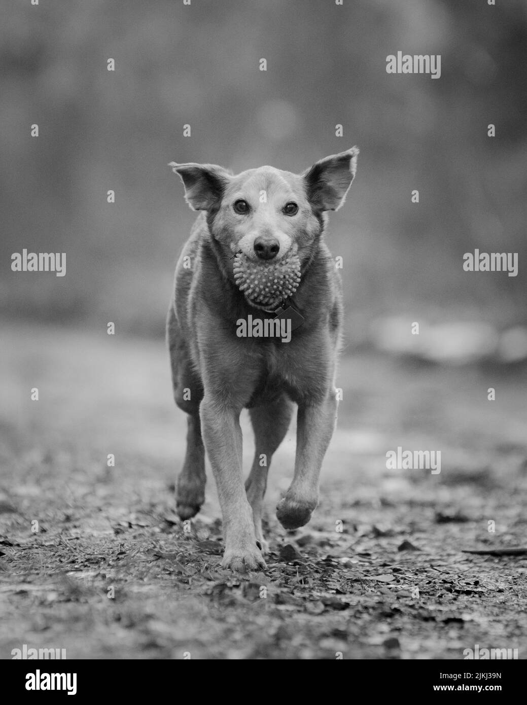 A shallow focus grayscale shot of an Aspin dog walking in the park with a ball in its mouth with blurred background Stock Photo