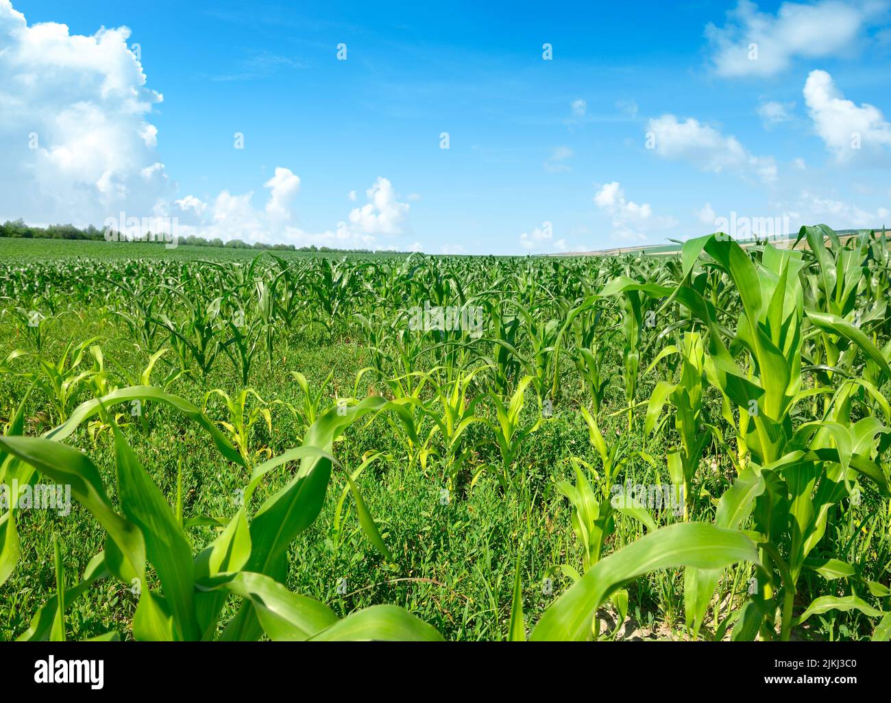 Bright sun over green corn field. Free space for text. Stock Photo