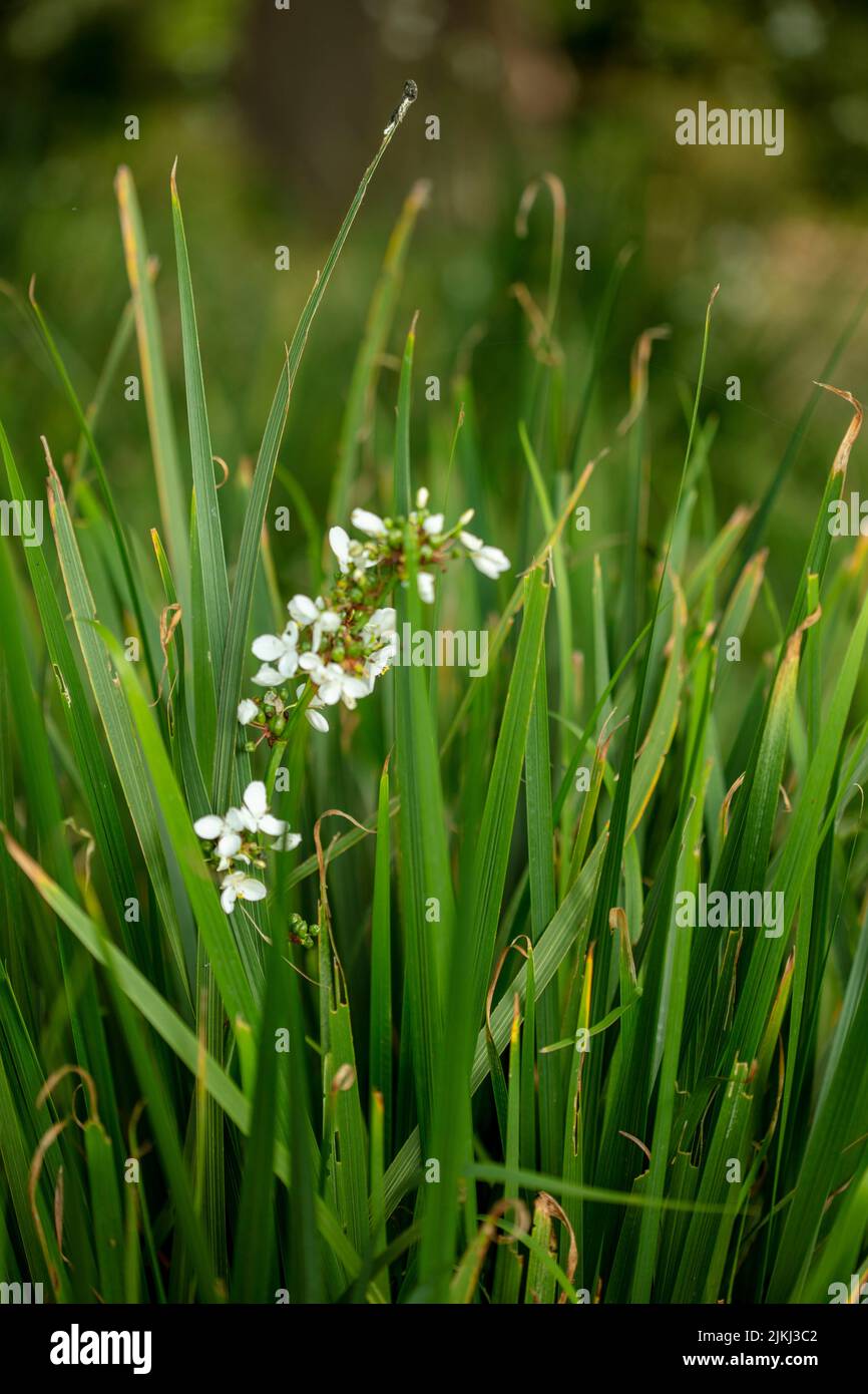 Close-up natural plant portrait of Sisyrinchium striatum, yellow Mexican satin flower, in bloom. Stock Photo