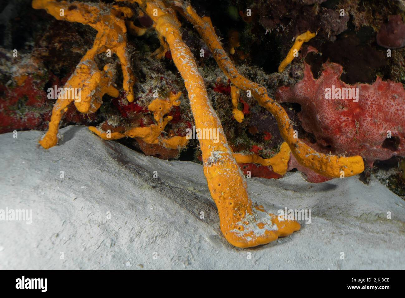 Beautiful Sponges in Cozumel Stock Photo