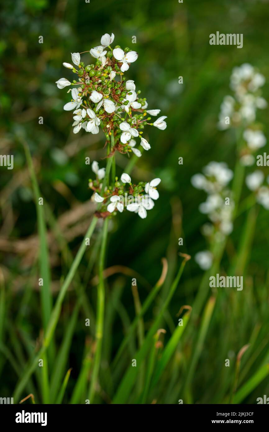 Close-up natural plant portrait of Sisyrinchium striatum, yellow Mexican satin flower, in bloom. Stock Photo