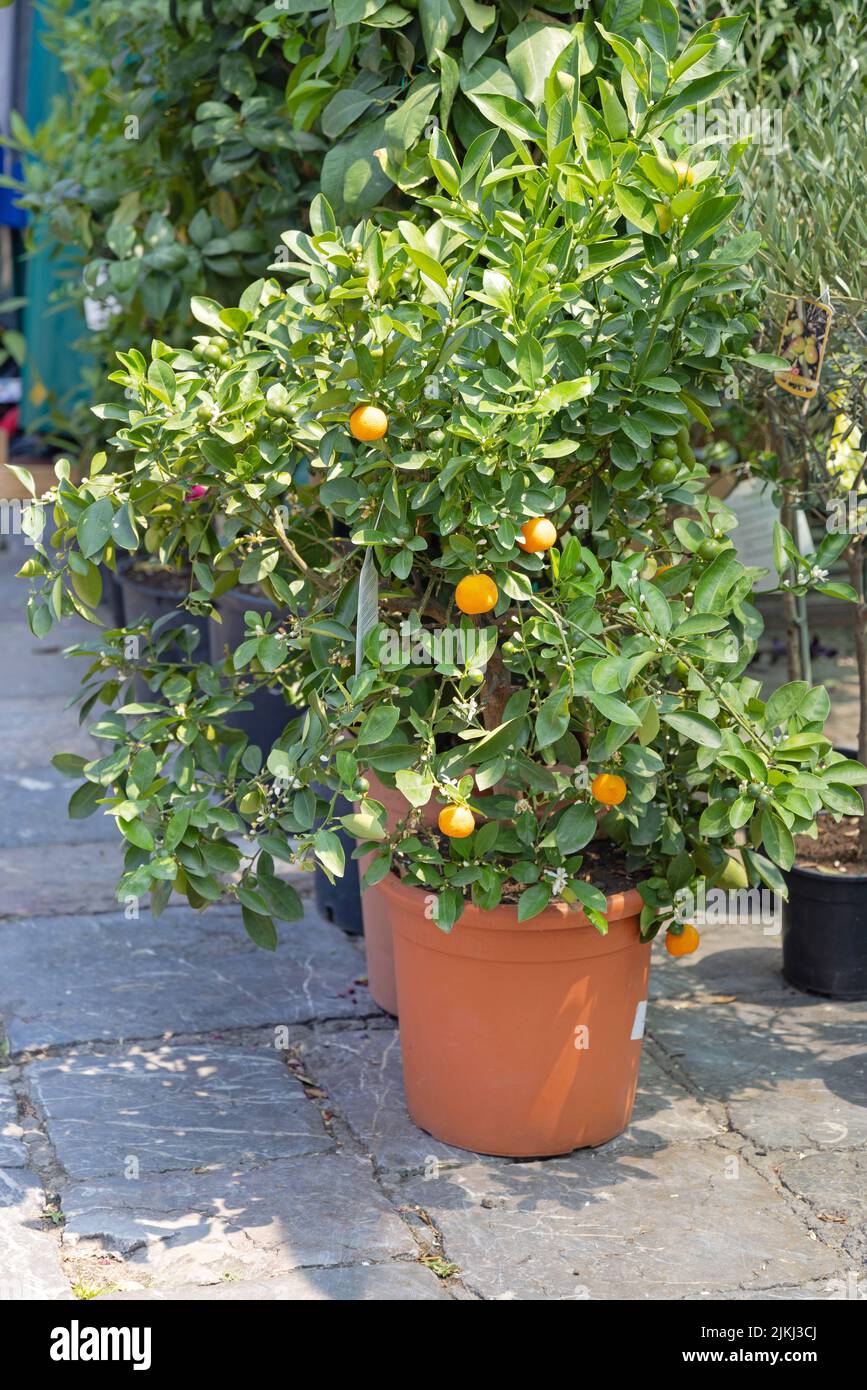 Growing Small Orange Citrus Tree in Pot Stock Photo