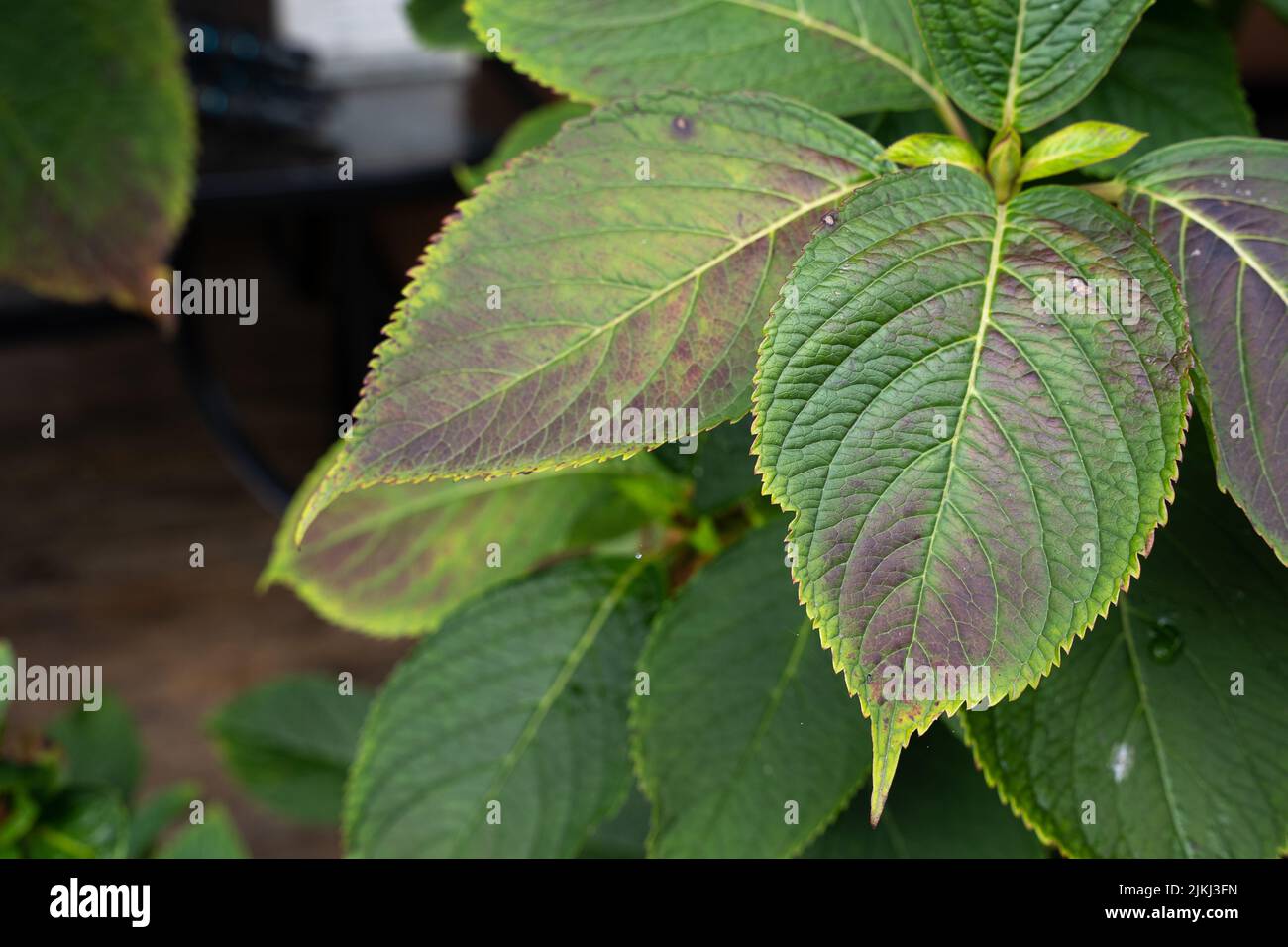 Growth growing greenery hi-res stock photography and images - Alamy