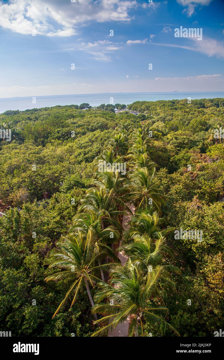 An aerial view of a road surrounded by the tropical trees on the coast