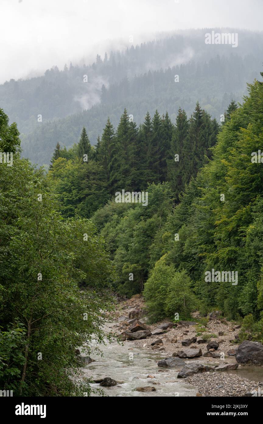 A vertical shot of a shallow river passing through misty forest in the Bavarian Alps, Southern Germany Stock Photo