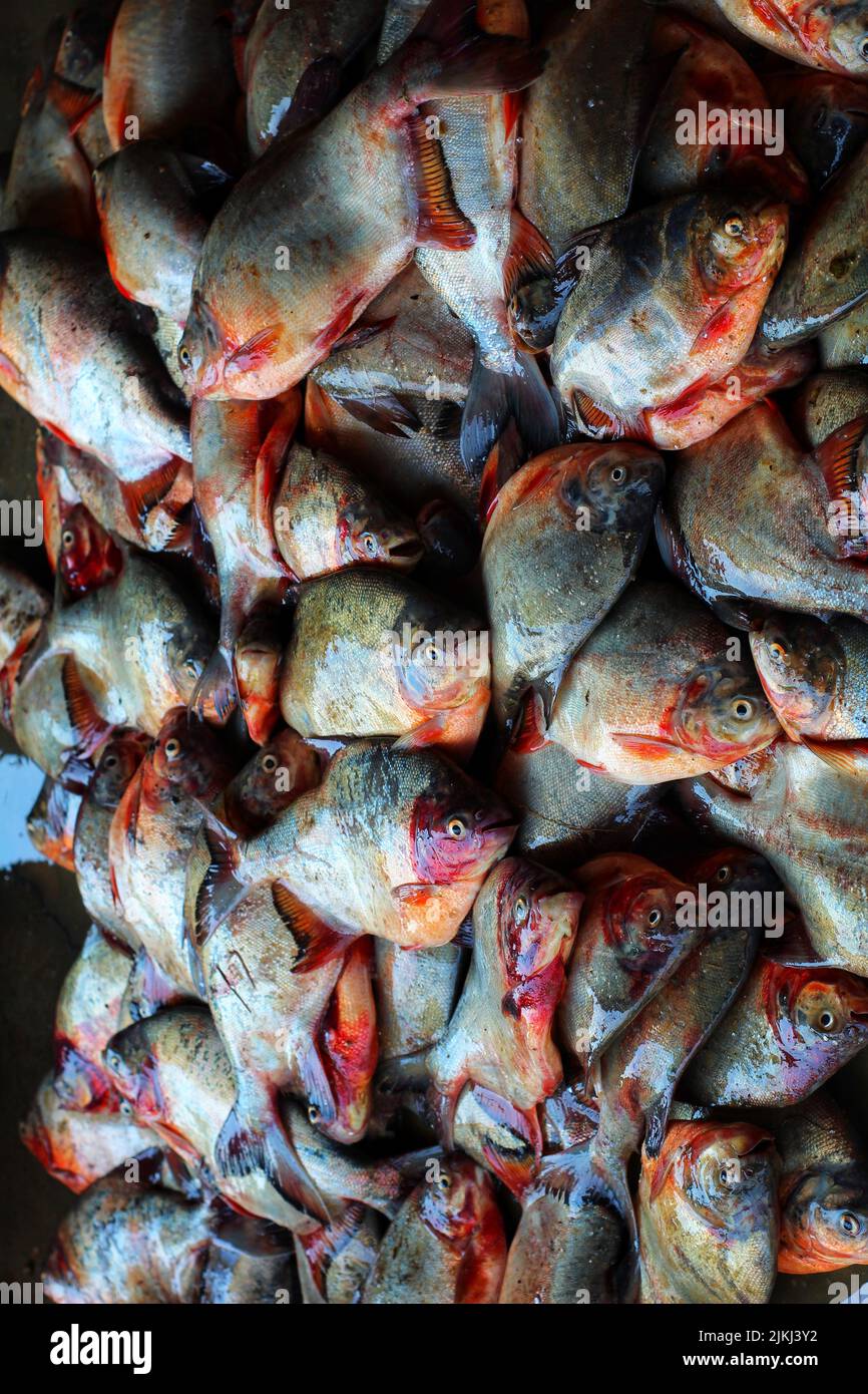 Big size pacu pirhana look alike fish on ground in indian fish market Stock Photo