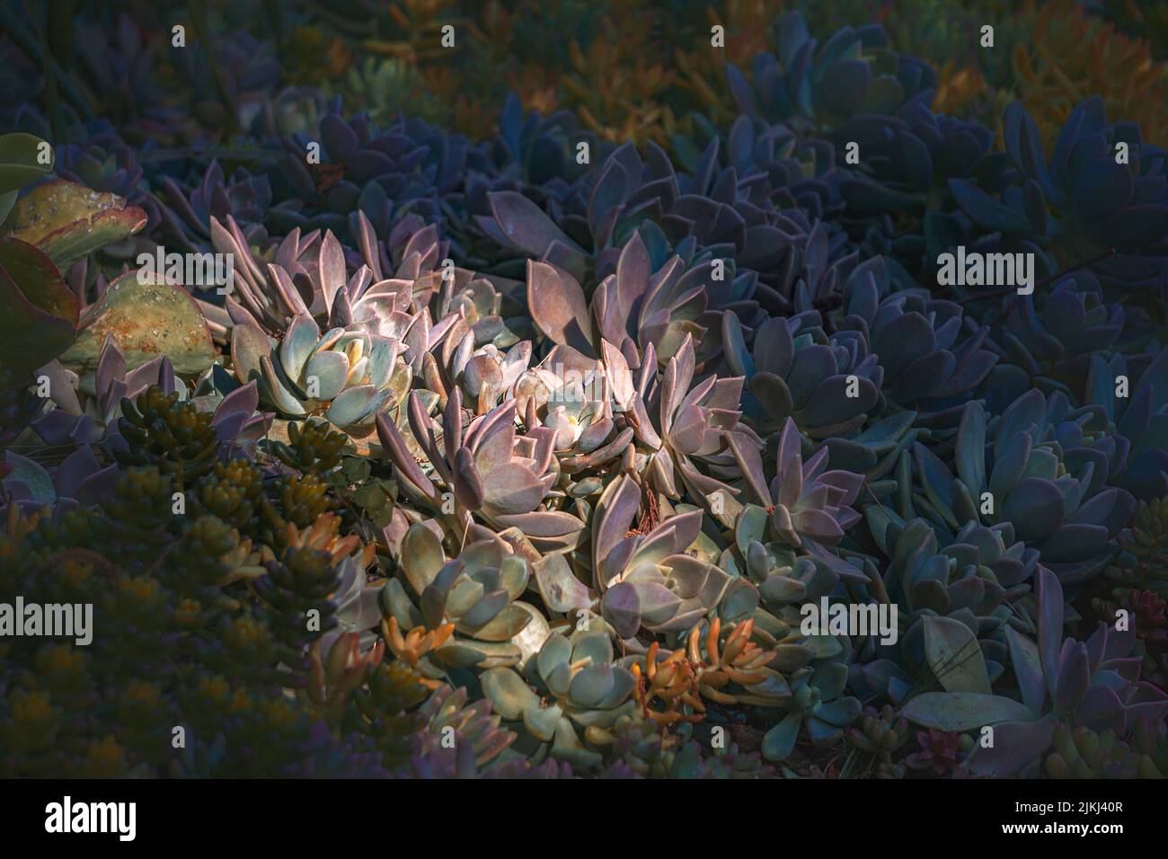 A closeup of Echeveria gibbiflora, Perle Von Nurnberg. Stock Photo