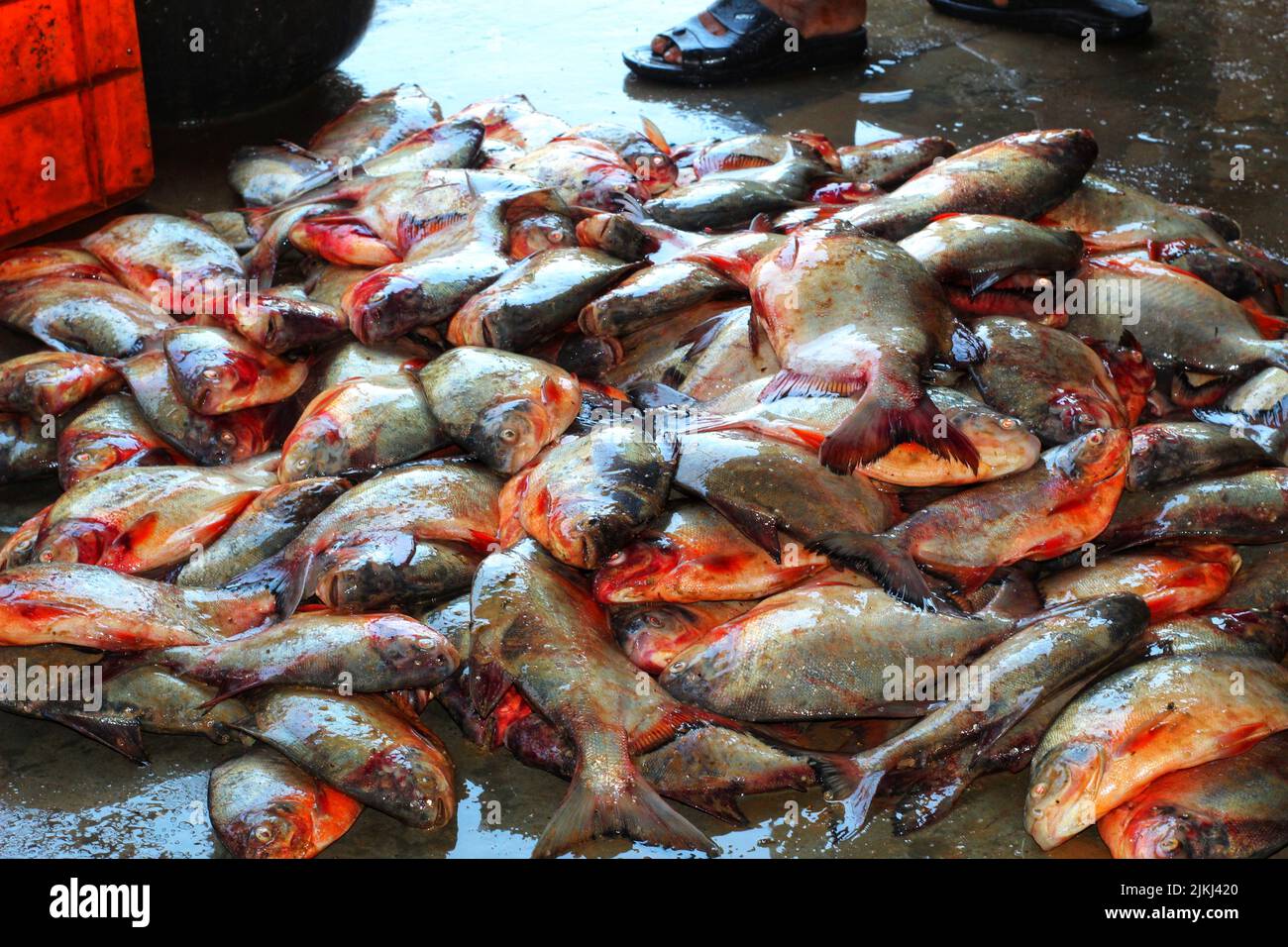 Big size pacu pirhana look alike fish on ground in indian fish market Stock Photo