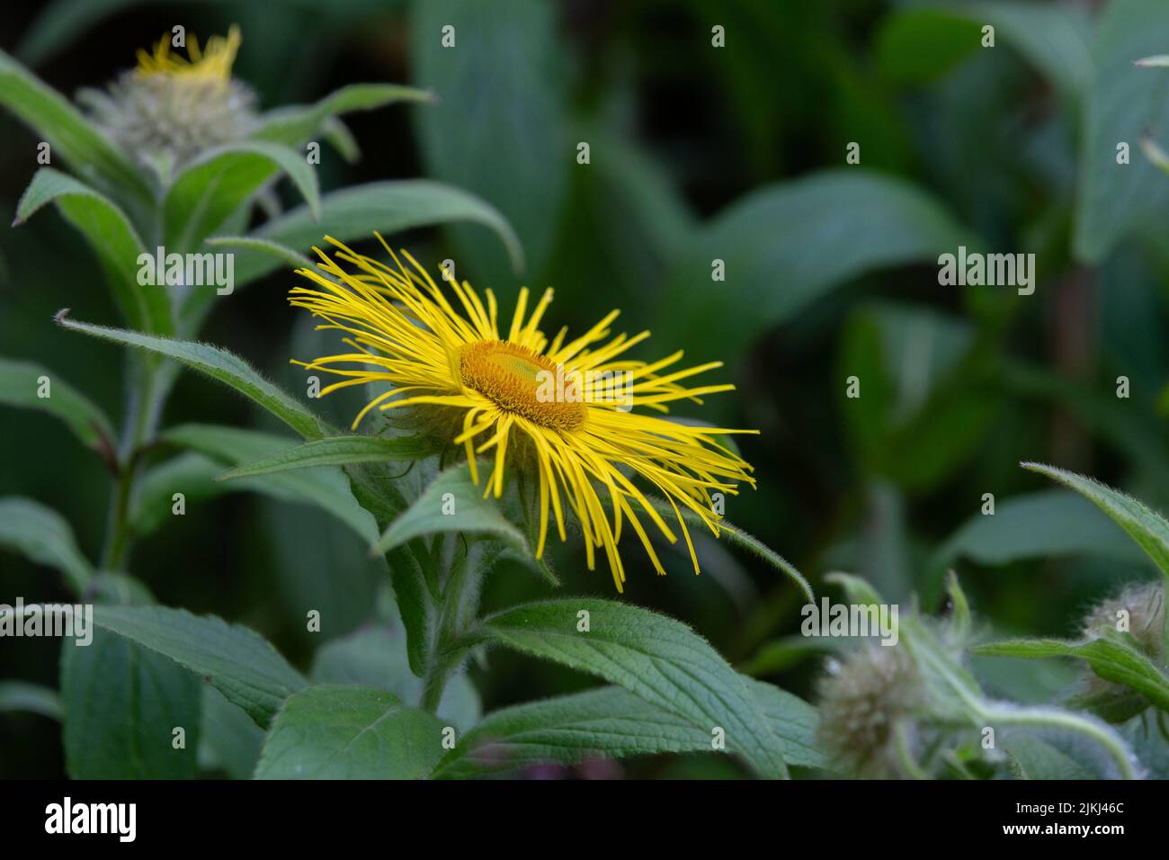 A single Inula Hookeri flower amongst foliage. Stock Photo