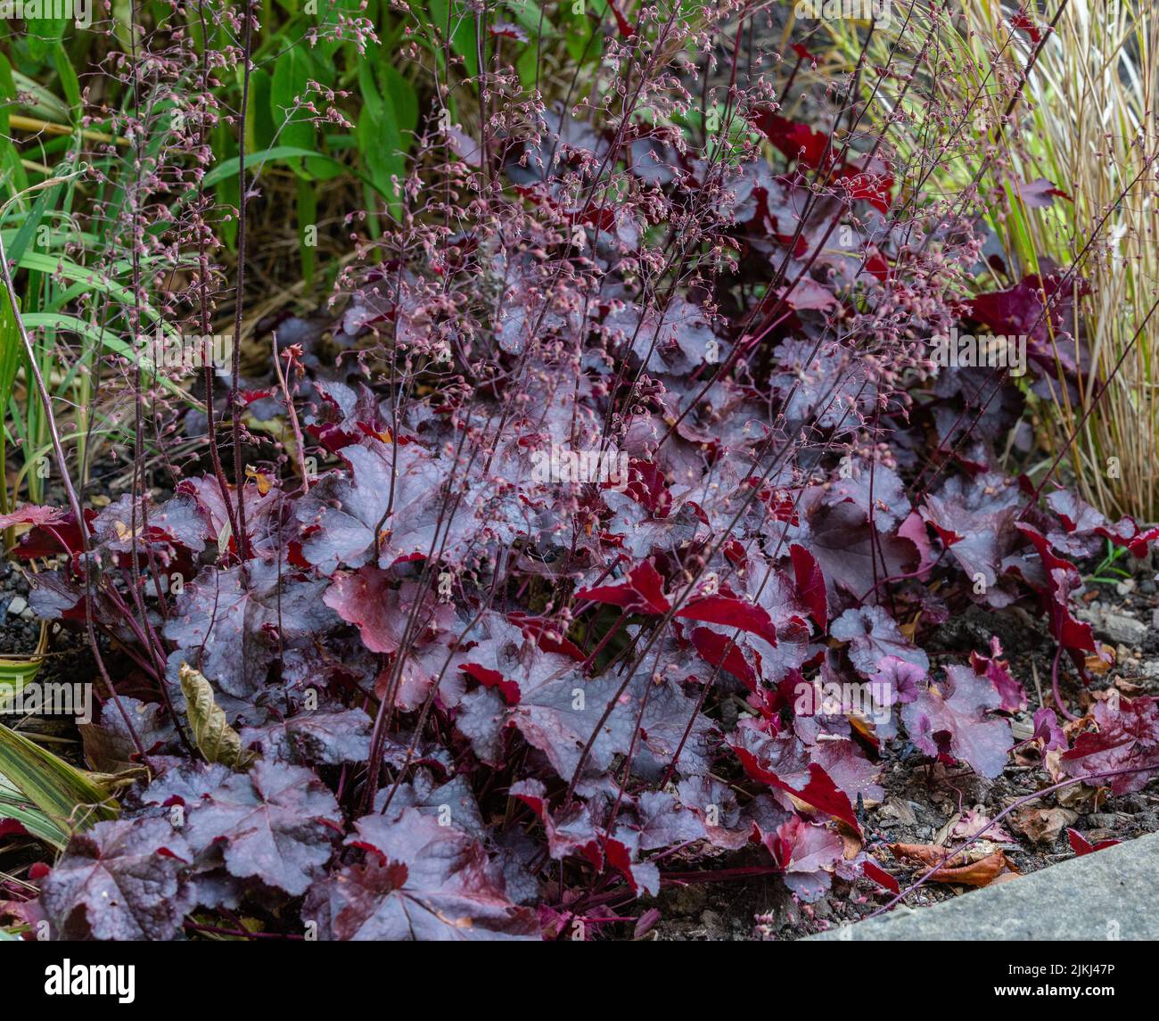 Heuchera 'Palace Purple', also known as 'Coral Bells' Stock Photo