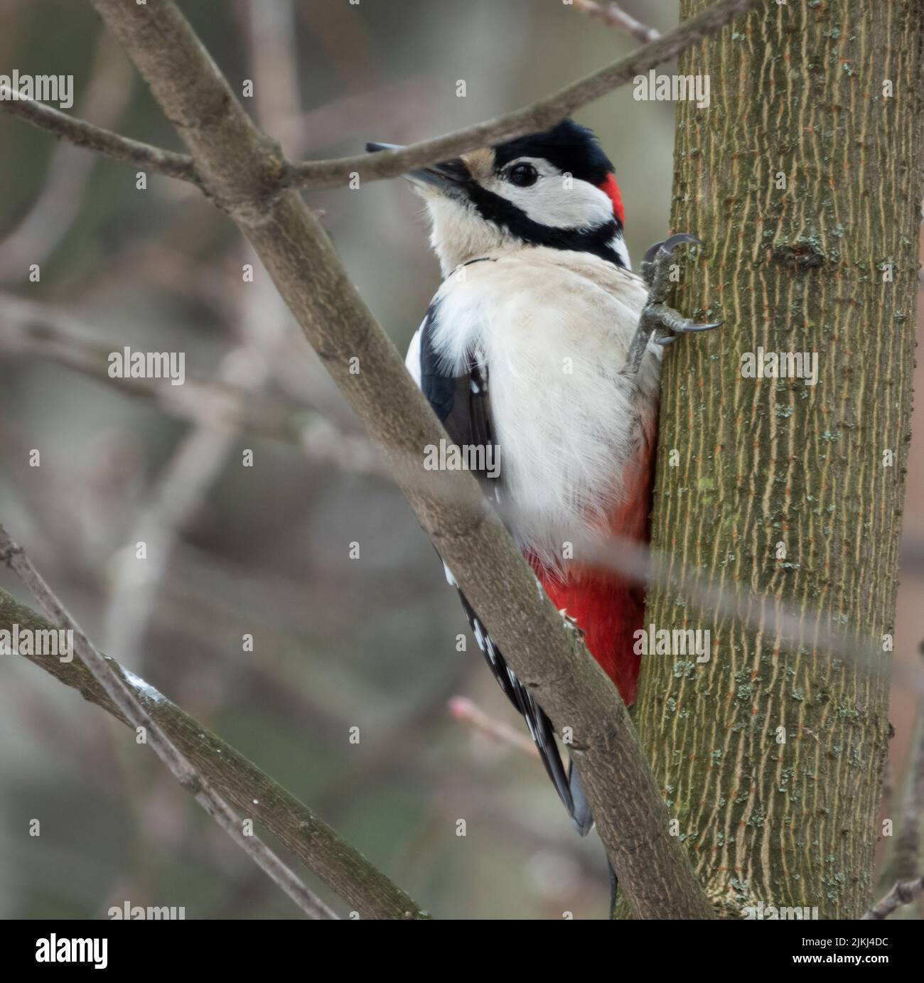 A Great spotted woodpecker (Dendrocopos major) bird on a tree Stock Photo
