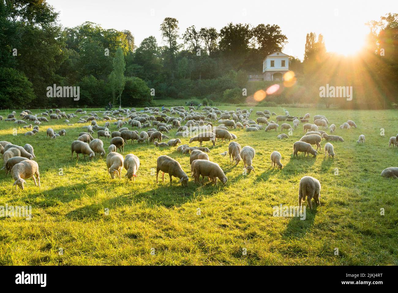 Weimar, Thuringia, park at the river Ilm, flock of sheep in backlight, Roman house in background Stock Photo