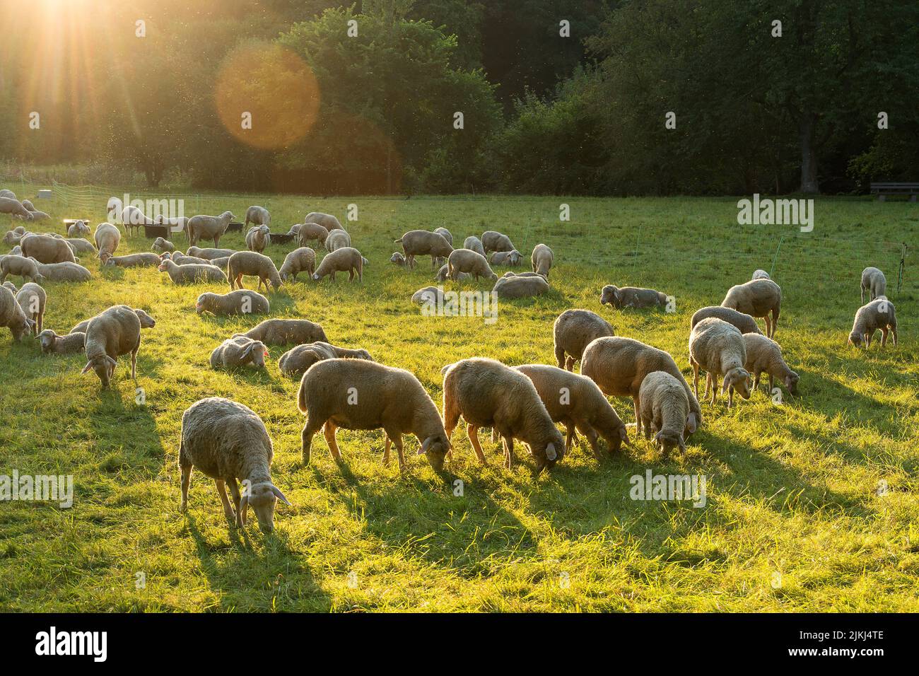 Weimar, Thuringia, park at the river Ilm, flock of sheep in evening light, backlight with light reflections Stock Photo
