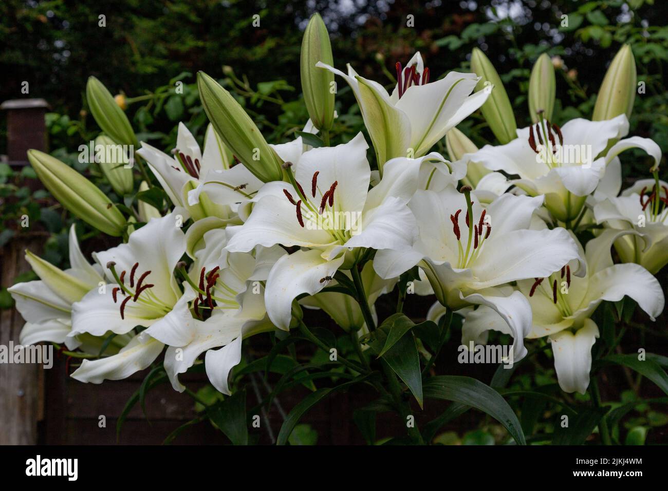 White lilies hires stock photography and images Alamy