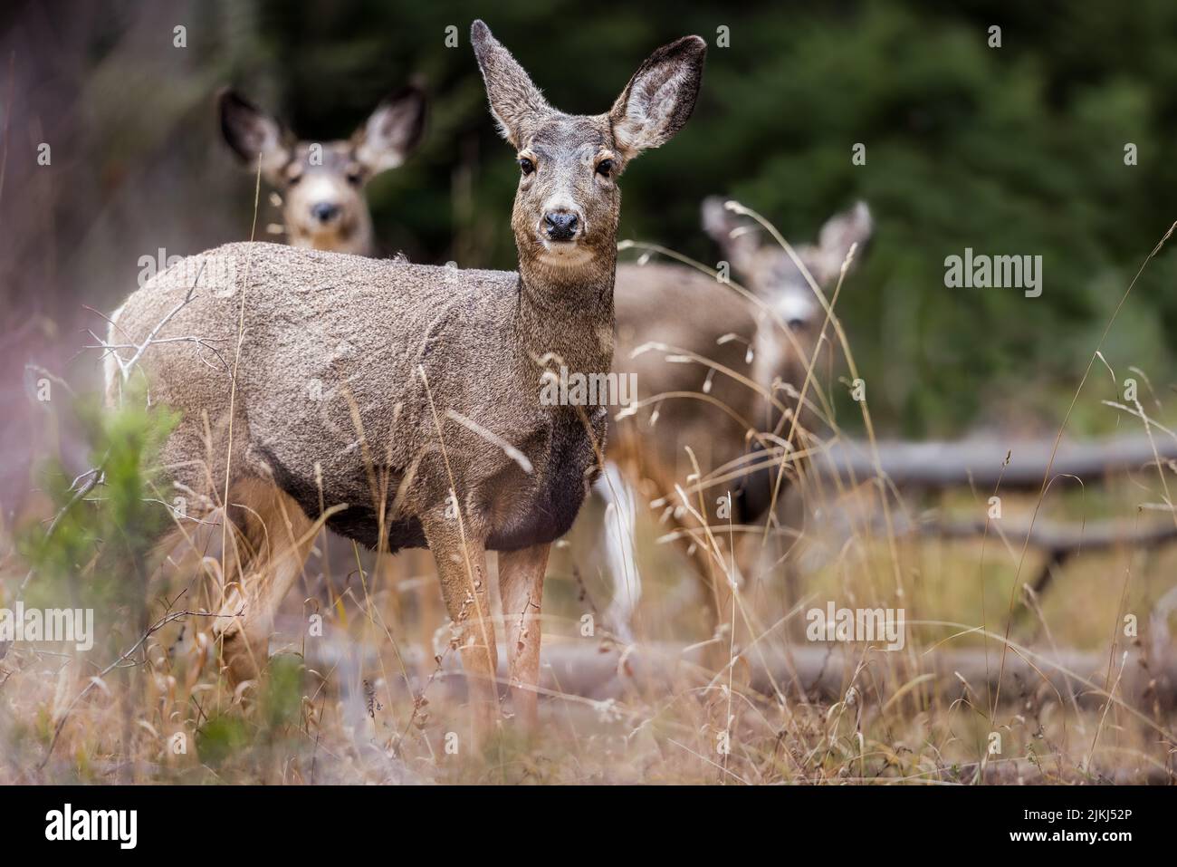 A view of beautiful mule deers in a Grand Teton National Park, USA Stock Photo