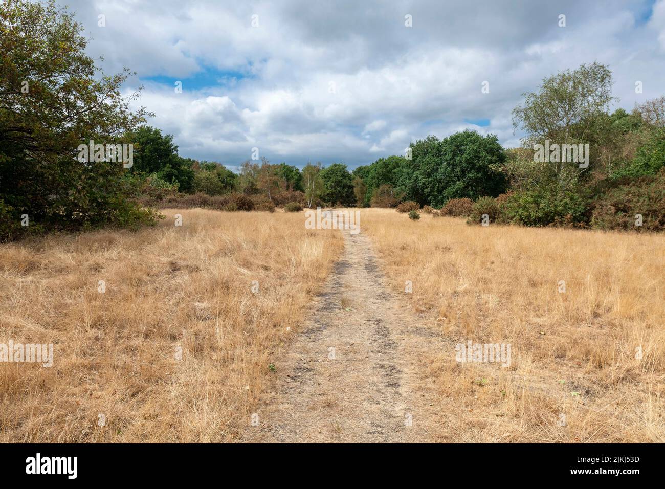 Barnes Common shot during the drought, August 2022. London SW13. Stock Photo