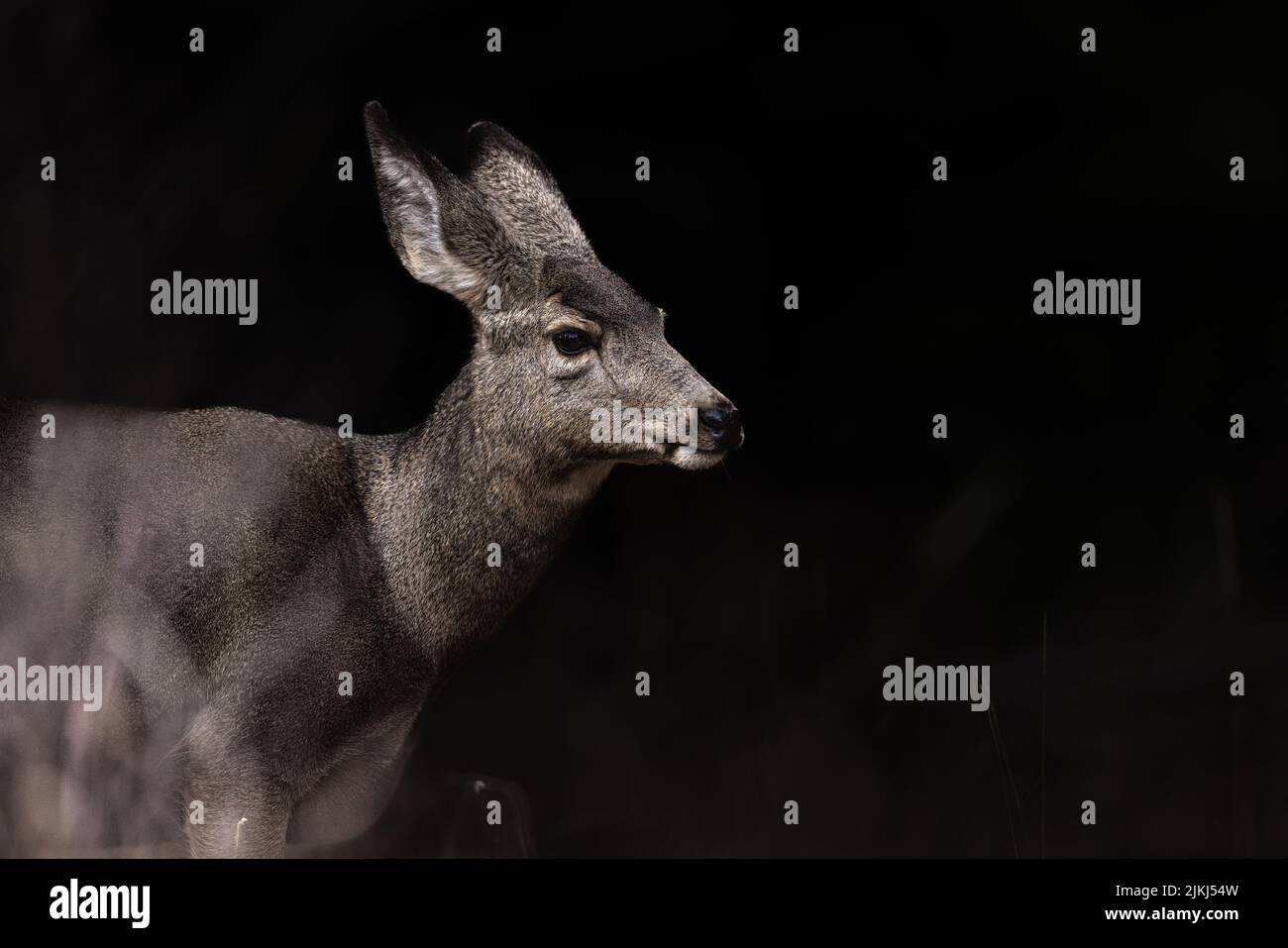 A view of a beautiful mule deer in a Grand Teton National Park, USA ...