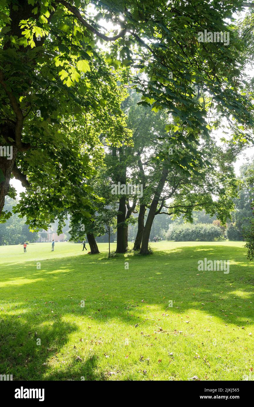 Weimar, Thuringia, park at the river Ilm, meadow, maple trees, sunny Stock Photo