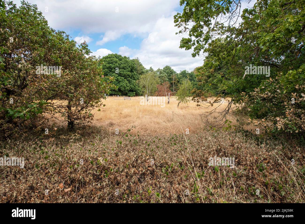 Barnes Common shot during the drought, August 2022. London SW13. Stock Photo